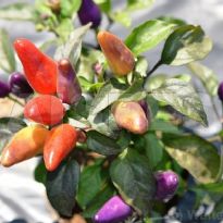 Aurora (C.annuum)