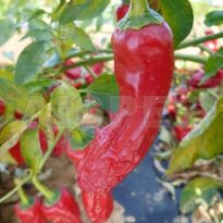 Broome Pepper (C.annuum)