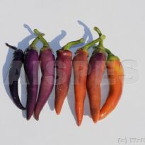 Buena Mulata (C.annuum)