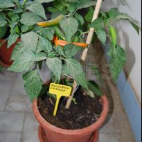 Bulgarian Carrot (C.annuum)