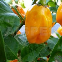 Burkina Y S.Bonnet (C.chinense)