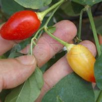 C0948 (C.baccatum)