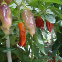 Caiamarca (C.chinense)