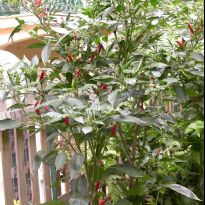 Calabrese Alberello (C.annuum)