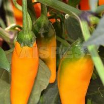 Hot Wave (C.annuum)
