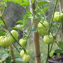 Hot Apple (C.annuum)