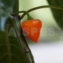 Hot Paper Lantern (C.chinense)