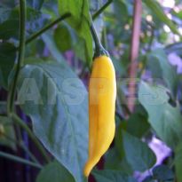 Hot lemon (C.baccatum)