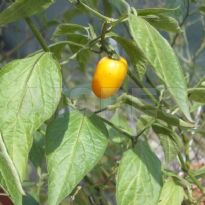 Locato (C.pubescens)