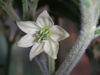 Fiore di C.annuum