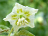 Fiore di C.baccatum