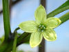 Fiore di C.chinense