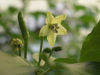 Fiore di C.frutescens