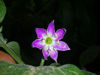 Fiore di C.pubescens