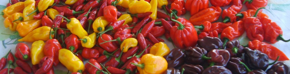Varietà di peperoncino piccante