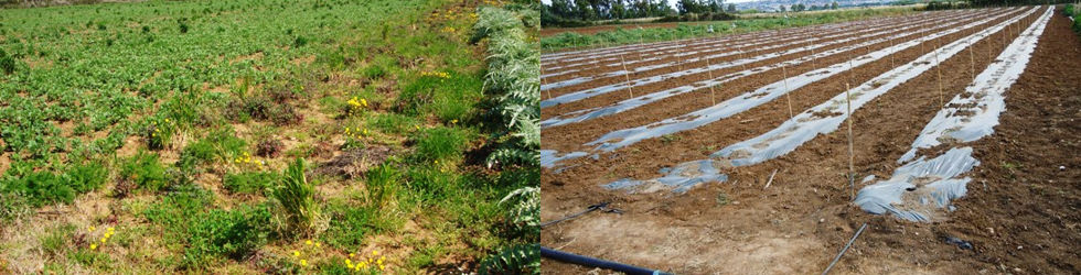 Il terreno dedicato al campo catalogo: prima e dopo