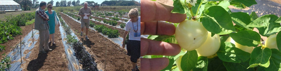 Sopralluogo al campo catalogo e dettaglio di una varietà di peperoncini