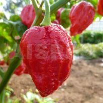 7 Pod Jonah (C.chinense)