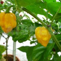 7 Pod Y Hippy Strain (C.chinense)