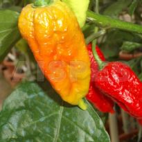 7 Pod long (C.chinense)