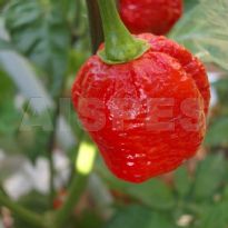 7 Pod Red (C.chinense)