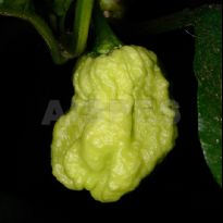 7 Pod SR (C.chinense)