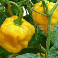 7 Pod Yellow (C.chinense)