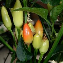 Abbraccio (C.annuum)