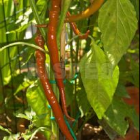 Aci Sivri (C.annuum)