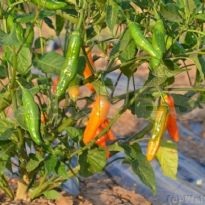 Aji Amarillo (C.baccatum)
