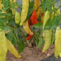 Aji Angelo (C.baccatum)