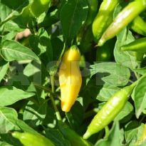 Aji Russian Yellow - PI 594138 (C.baccatum)