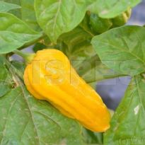 Aji Umbra Yellow (C.chinense)