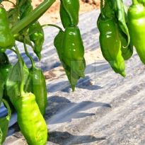 Aji Verde (C.baccatum)