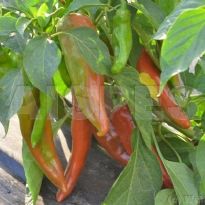 Anaheim Hot (C.annuum)