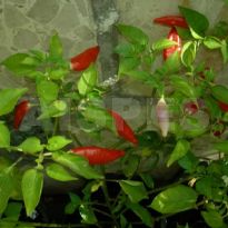 Aji Omnicolor - PI 215739 - CGN 22141 (C.baccatum)