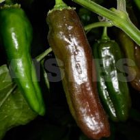 Aji Panca (C.chinense)