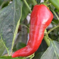 Cyclon (C.annuum)