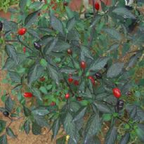 Czech Black (C.annuum)