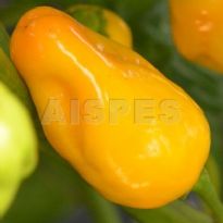 Dàtil (C.chinense)