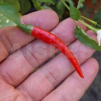 De Arbol (C.annuum)