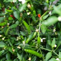 Demond Red (C.annuum)