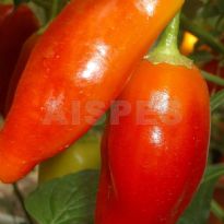 Dong Xuang Market (C.baccatum)